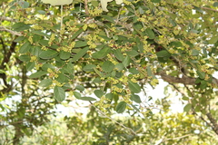 Antidesma ghaesembilla